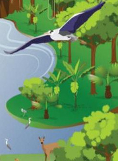 birds and wild faune drawing