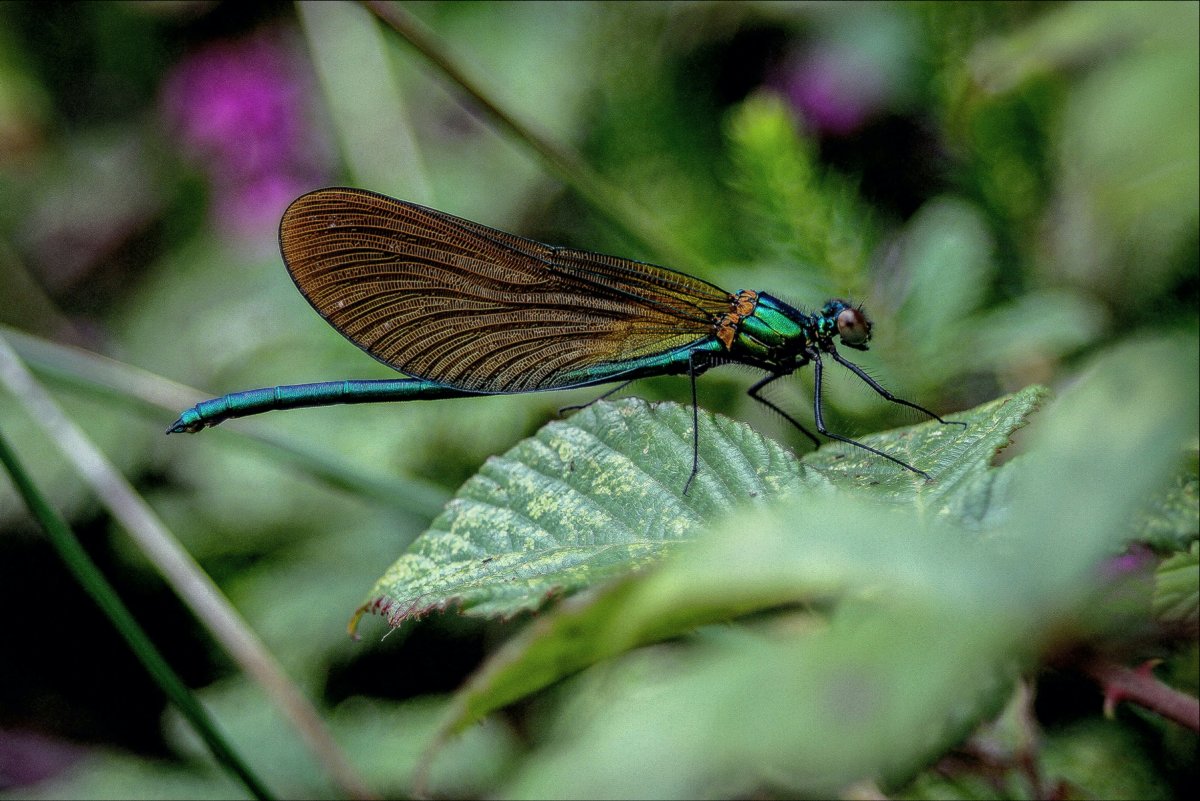A pink butterfly on a green leef