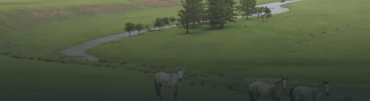 Tunkhel Mongolia horses