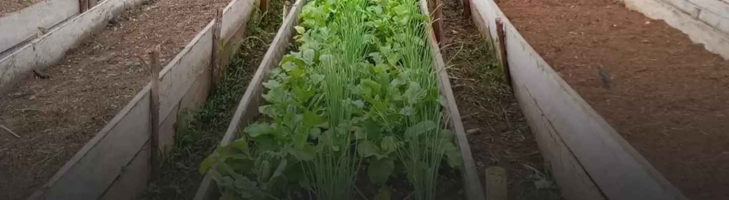 Raised vegetable beds in Ecuador