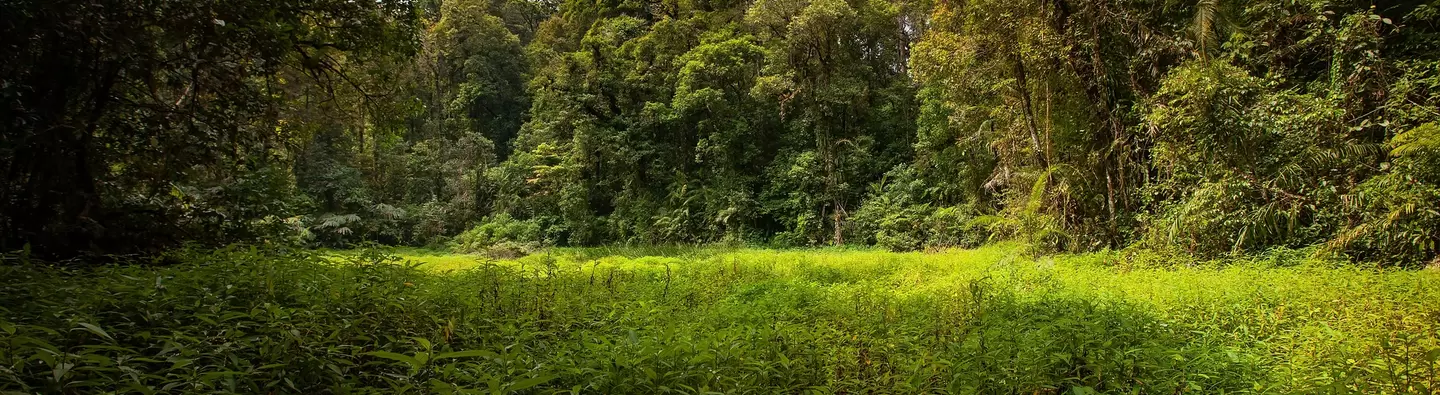 Rainforest landscape