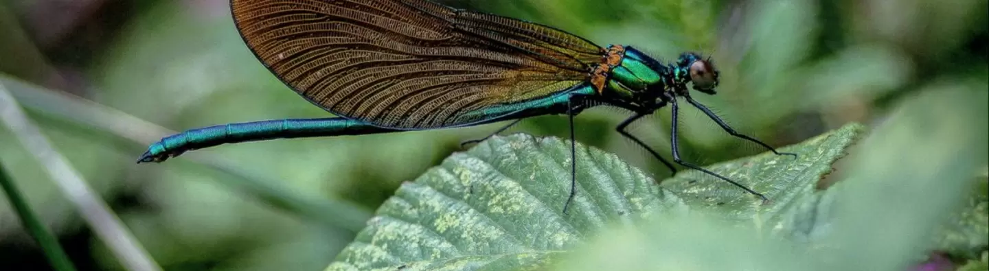 A pink butterfly on a green leef