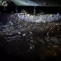 Bits of free gold