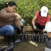 reforestacion Col
