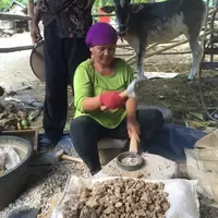Indonesian woman miner crushing ore
