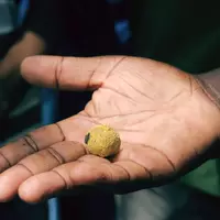 sponge gold