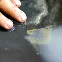 Pan
