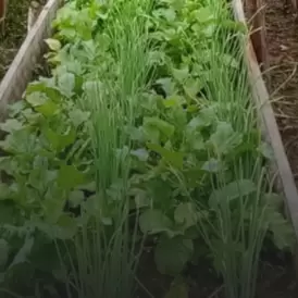 Raised vegetable beds in Ecuador