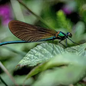 A pink butterfly on a green leef