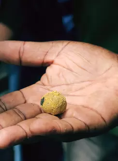 sponge gold