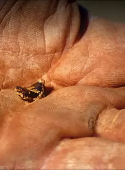 A small gold nugget in a hand palm