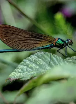 A pink butterfly on a green leef