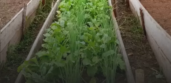 Raised vegetable beds in Ecuador